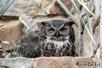 Athena Great Horned Owl 2025